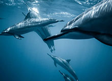 黑料深度揭秘：吃瓜爆料风波背后，大V在记者发布会的角色疯狂令人意外